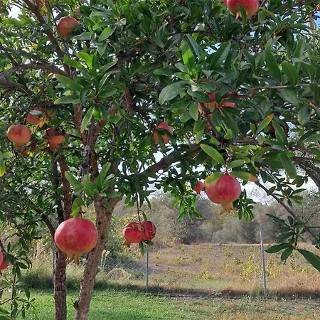 Meerithic Rokka 3* فوروفورو